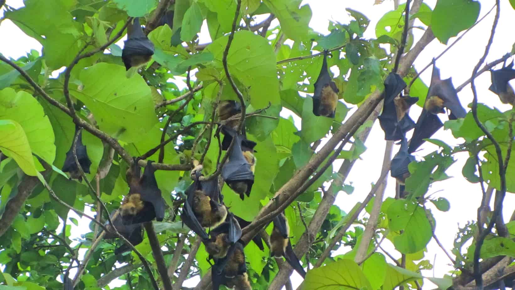 Bats on Chole