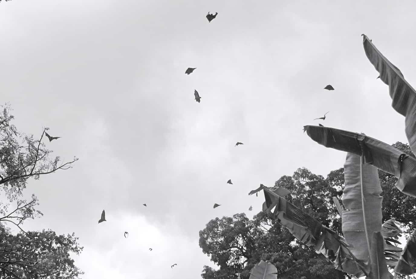 Flying bats on Chole Island
