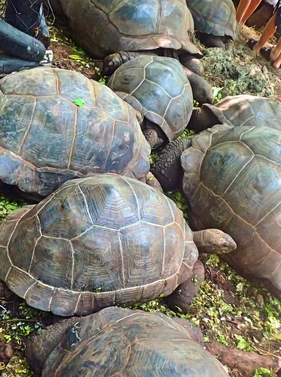 Giant tortoise on Prison Island