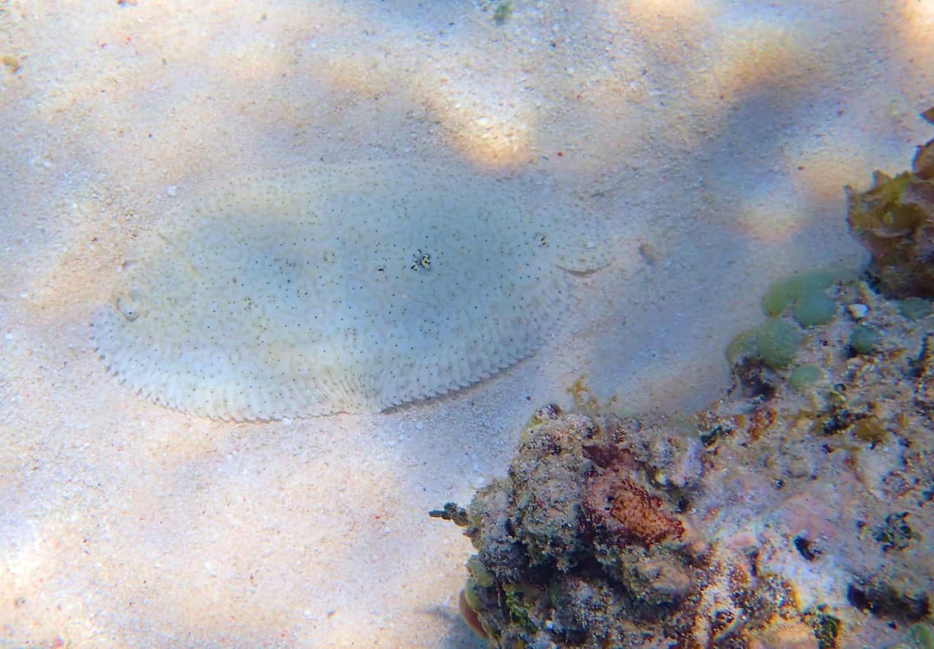 Snorkelling in Zanzibar