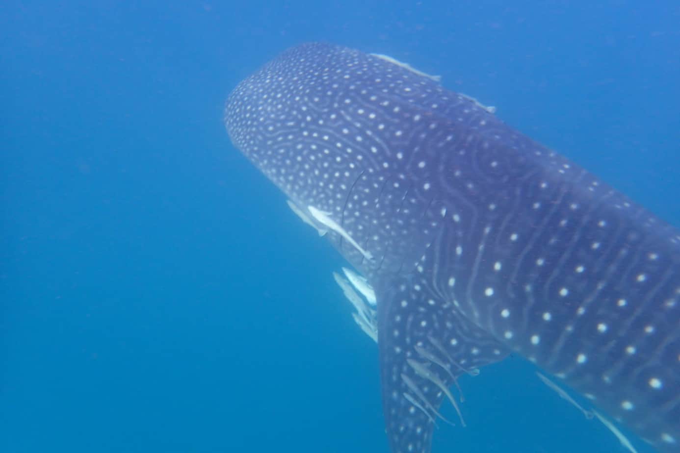 Whale shark