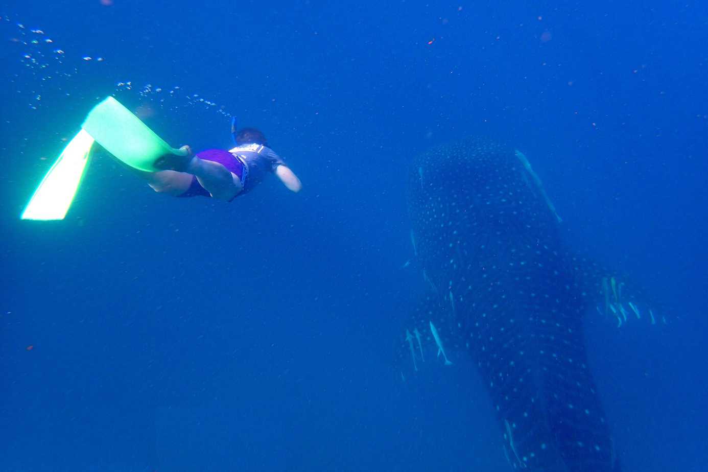 Swim With Whales, Sharks