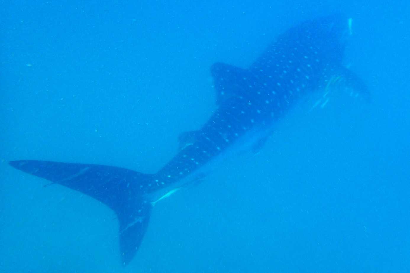 Whale shark swimming in Mafia Island