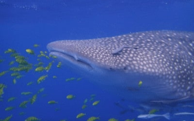 Guide: Swimming with Whale Sharks, Mafia Island