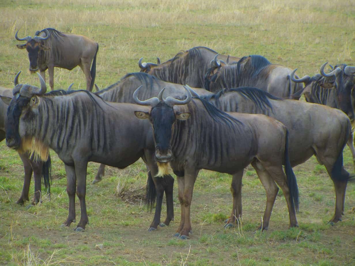 Wildebeest