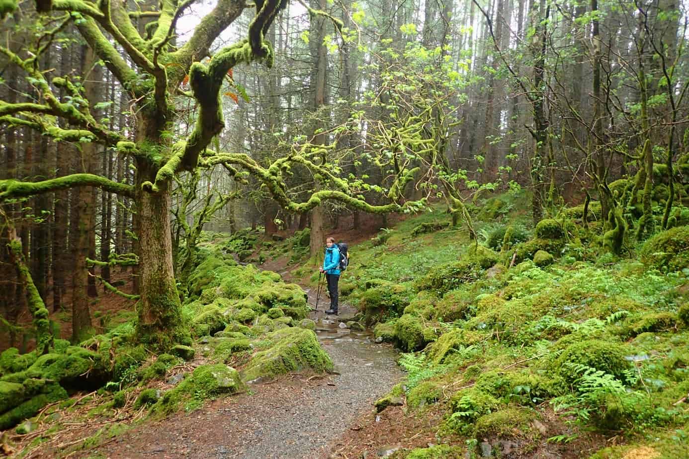 Moss covered trees in Snowdonia