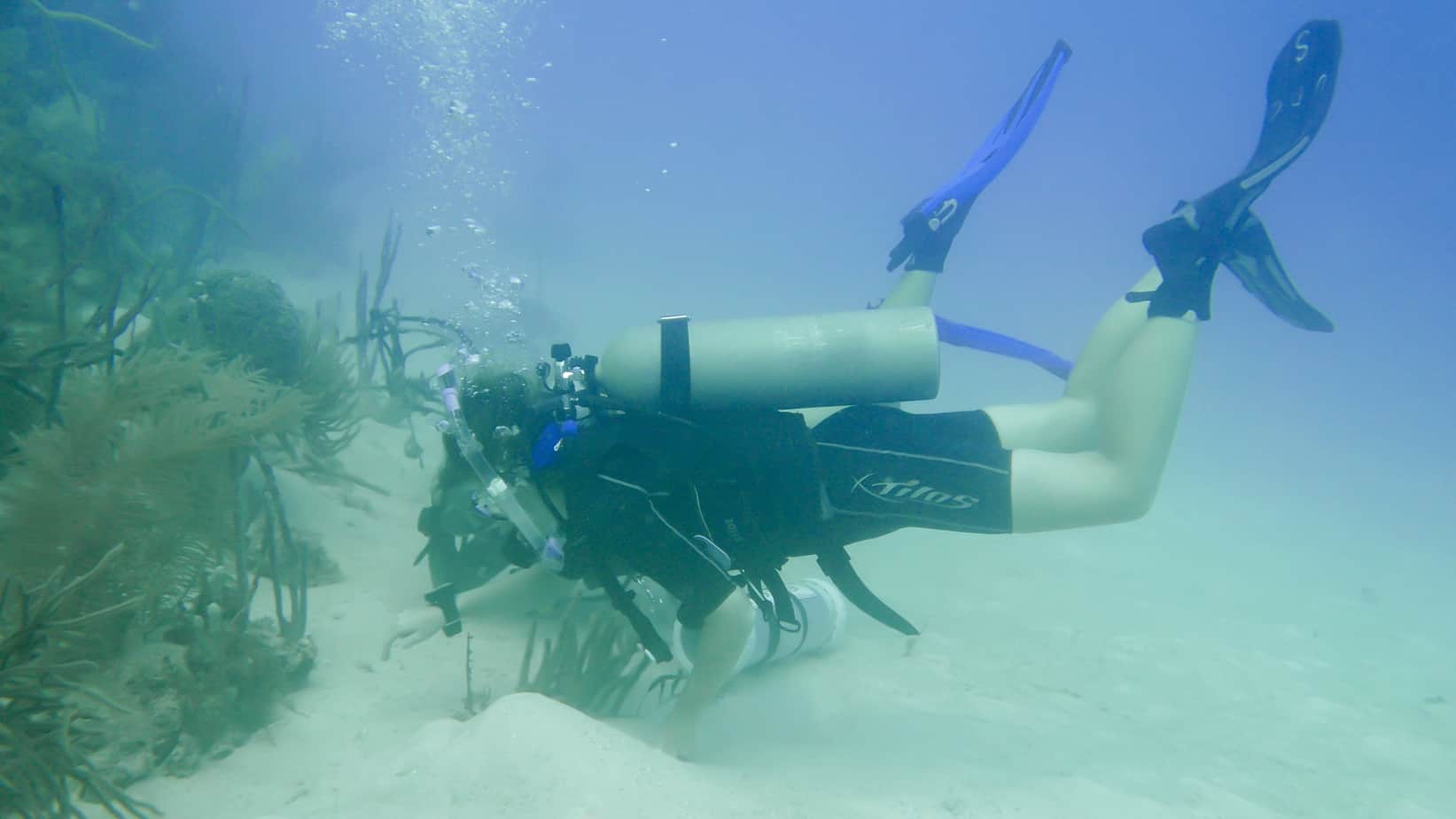GoEco marine conservation training Utila Dive Centre