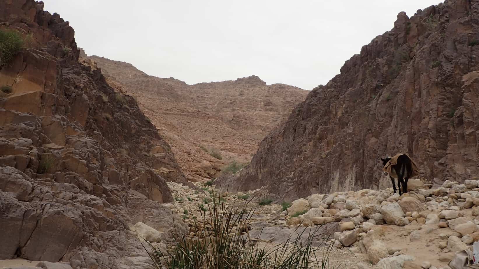 Bedouin hiking guides Jordan