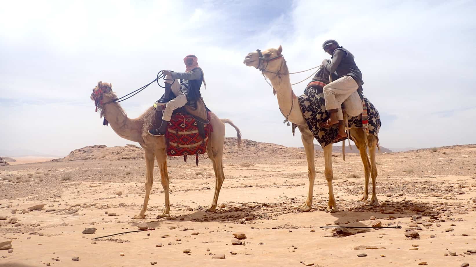 Camels in Wadi Rum