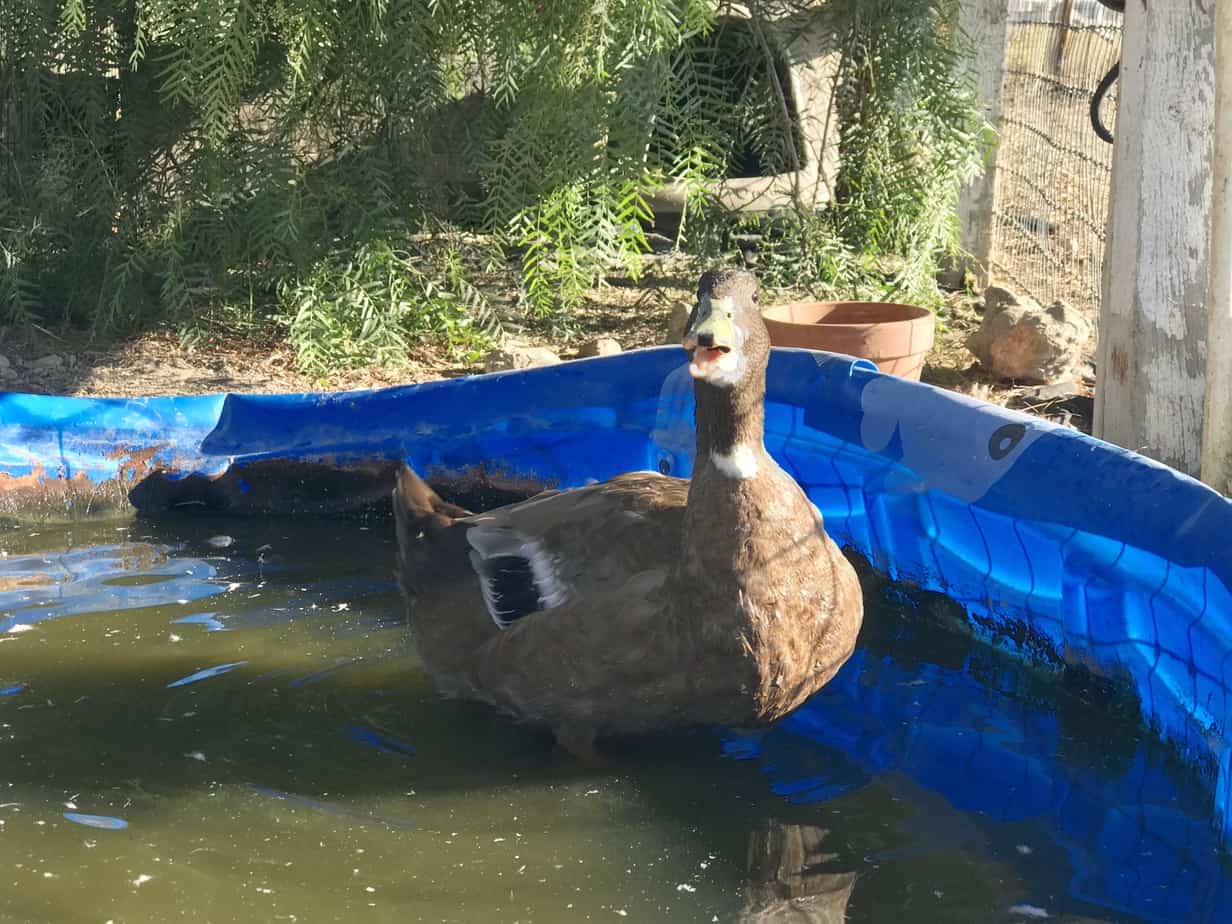 Duck in paddling pool