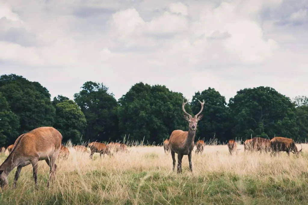 Dog friendly london park