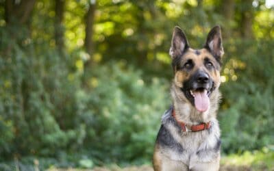 The Best Dog Training Vests for Owners and Handlers [2023]